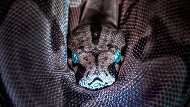 Exodus and the war between snakes and seeds